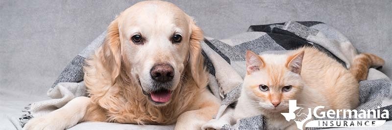 冬のペットの安全:寒い天候でも犬と猫を暖かく保つための専門家のヒント 