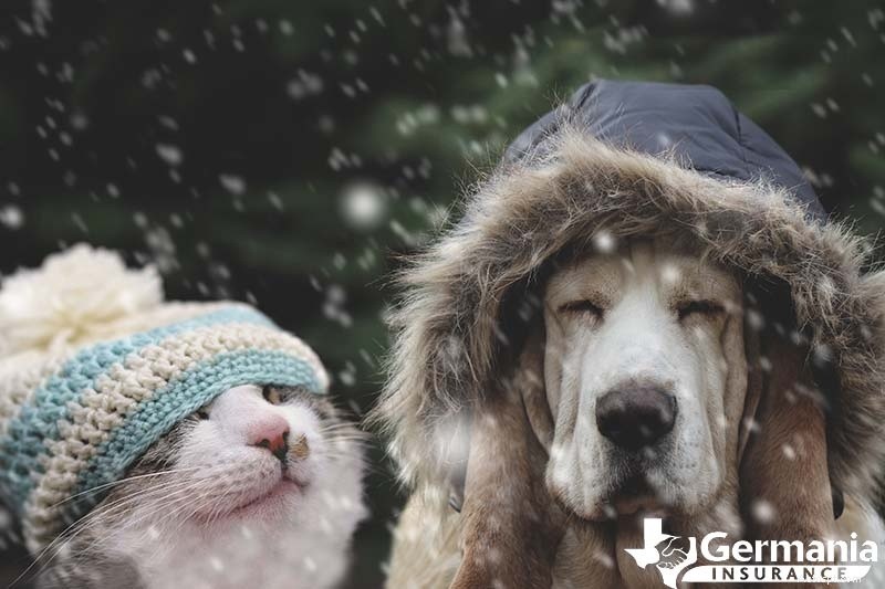 冬のペットの安全:寒い天候でも犬と猫を暖かく保つための専門家のヒント 