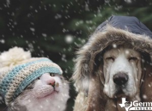 冬のペットの安全:寒い天候でも犬と猫を暖かく保つための専門家のヒント 