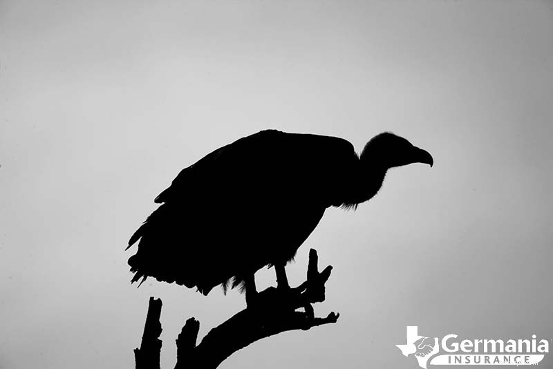 あなたが知っておくべきテキサスの6つの不気味だが無害な生き物 