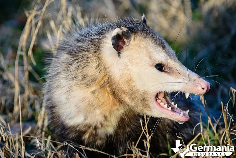 あなたが知っておくべきテキサスの6つの不気味だが無害な生き物 