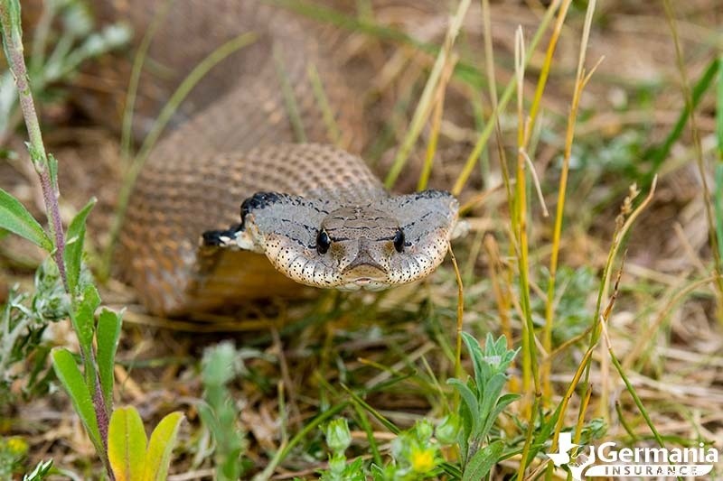 あなたが知っておくべきテキサスの6つの不気味だが無害な生き物 