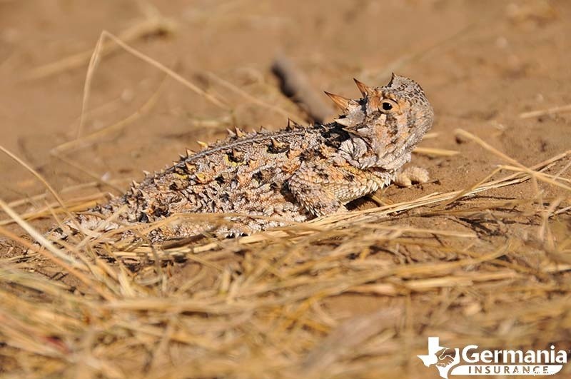 あなたが知っておくべきテキサスの6つの不気味だが無害な生き物 