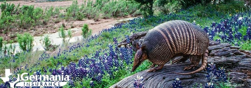 テキサス人が知っておくべき 20 のテキサス州のシンボル 