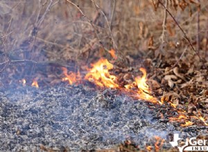 山火事の原因と急速な広がりを理解する:重要な要素と予防 