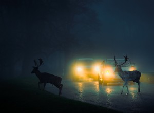 鹿の衝突を避ける：より安全な運転のための専門家のヒント 
