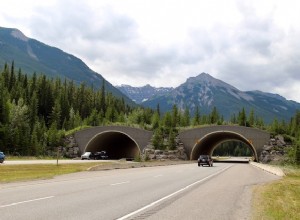 米国の交通安全における野生動物横断歩道の重要な役割 
